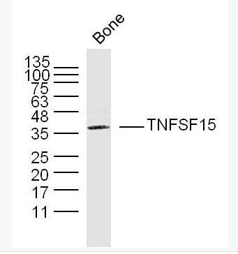 Anti-TNFSF15 antibody-腫瘤壞死因子配體超家族成員15抗體,TNFSF15