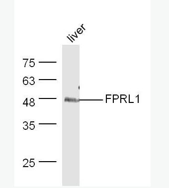 Anti-FPRL1 antibody-酰化酶6抗体,FPRL1