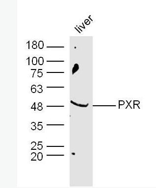 Anti-PXR antibody-孤儿核受体PAR1抗体,PXR