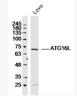 Anti-ATG16L antibody-自噬相关蛋白16A抗体,ATG16L