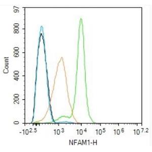 Anti-NFAM1 antibody-NFAM1抗体
