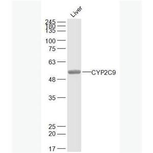Anti-CYP2C9 antibody-细胞色素P450 2C9抗体