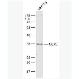 Anti-MEK6 antibody-丝裂原活化蛋白激酶MKK6抗体