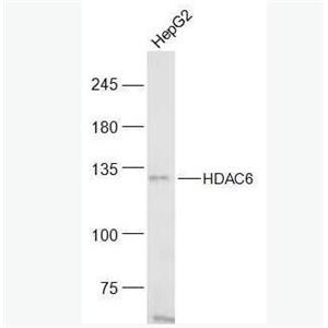 Anti-HDAC6 antibody-组蛋白去乙酰化酶6抗体