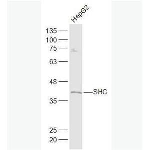 Anti-SHC1 antibody-SH2结构域转化蛋白1抗体,SHC1