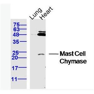Anti-CMA1  antibody-肥大细胞类糜蛋白酶1抗体