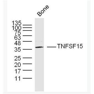 Anti-TNFSF15 antibody-肿瘤坏死因子配体超家族成员15抗体
