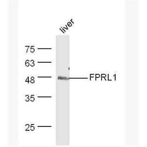 Anti-FPRL1 antibody-酰化酶6抗体