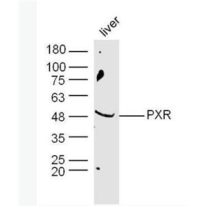 Anti-PXR antibody-孤儿核受体PAR1抗体