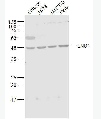 Anti-ENO1 antibody-MYC启动子结合蛋白1抗体,ENO1