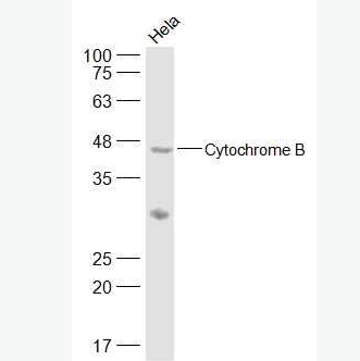 Anti-Cytochrome B antibody-细胞色素B抗体,Cytochrome B
