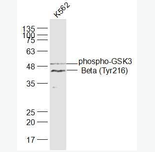 Anti-phospho-GSK3 Beta (Tyr216) antibody-磷酸化糖原合酶激酶3β抗体,phospho-GSK3 Beta (Tyr216)