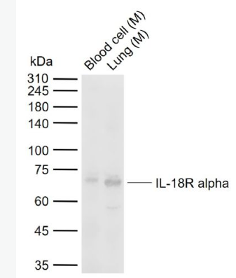Anti-IL-18R alpha antibody-白细胞介素-18受体α链抗体,IL-18R alpha