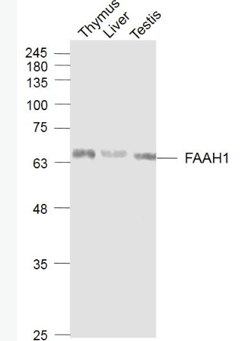 Anti-FAAH1 antibody-脂肪酸酰胺水解酶1抗體,FAAH1