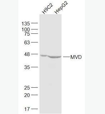 Anti-MVD antibody-甲羟戊酸脱羧酶抗体,MVD