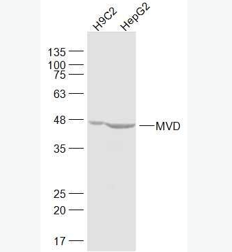 Anti-MVD antibody-甲羥戊酸脫羧酶抗體,MVD