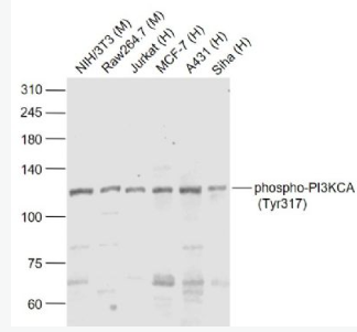 Anti-phphospho-PI3KCA (Tyr317)  antibody-磷酸化磷脂酰肌醇激酶催化亞單位A抗體,phospho-PI3KCA (Tyr317)