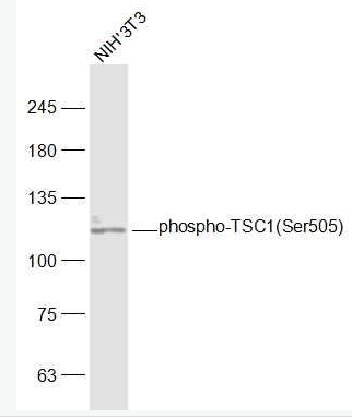 Anti-phospho-TSC1 (Ser505)  antibody-磷酸化结节性硬化症蛋白1抗体,phospho-TSC1 (Ser505)