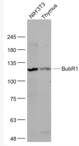 Anti-BubR1 antibody-有絲分裂檢驗(yàn)點(diǎn)蛋白BubR1抗體,BubR1