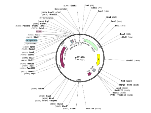 pET-15b,pET-15b