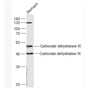 Anti-CA9 antibody-碳酸酐酶9抗体