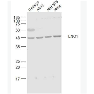 Anti-ENO1 antibody-MYC启动子结合蛋白1抗体