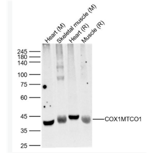 Anti-COX1/MTCO1  antibody-细胞色素c氧化酶1抗体