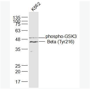 Anti-phospho-GSK3 Beta (Tyr216) antibody-磷酸化糖原合酶激酶3β抗体,phospho-GSK3 Beta (Tyr216)