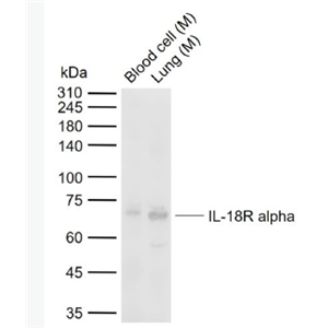 Anti-IL-18R alpha antibody-白细胞介素-18受体α链抗体
