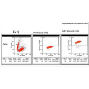 Anti-TAP2 antibody-ATP结合转运因子2抗体