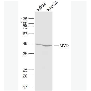 Anti-MVD antibody-甲羟戊酸脱羧酶抗体,MVD