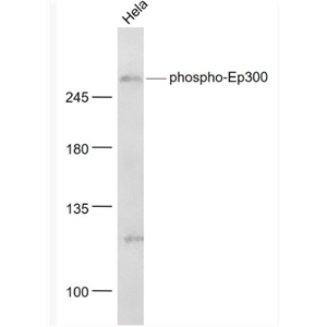 Anti-pphospho-EP300 (Ser1834)  antibody-磷酸化组蛋白乙酰转移酶p300抗体,phospho-EP300 (Ser1834)