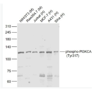 Anti-phphospho-PI3KCA (Tyr317)  antibody-磷酸化磷脂酰肌醇激酶催化亚单位A抗体