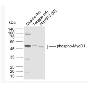 Anti-phospho-MyoD1 (Ser200)  antibody-磷酸化肌原调节蛋白抗体