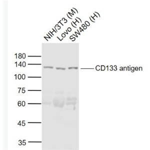 Anti-CD133 antibody-造血干細胞抗原CD133抗體