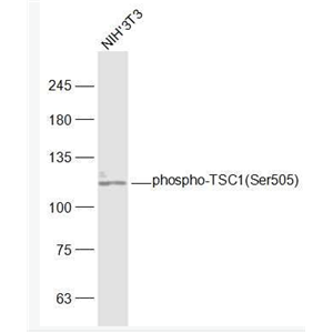 Anti-phospho-TSC1 (Ser505)  antibody-磷酸化结节性硬化症蛋白1抗体