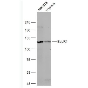 Anti-BubR1 antibody-有丝分裂检验点蛋白BubR1抗体