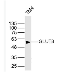 Anti-GLUT8 antibody-葡萄糖转运蛋白8抗体