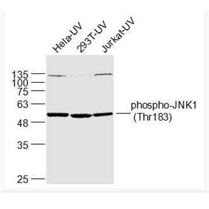 Anti-phospho-JNK1 (Thr183) antibody-磷酸化氨基末端激酶1抗体