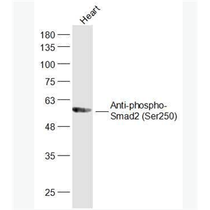 Anti-phospho-Smad2 (Ser250) antibody-磷酸化细胞信号转导分子SMAD2抗体,phospho-Smad2 (Ser250)