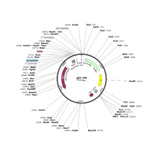 pET-15b,pET-15b