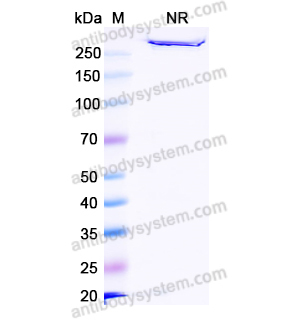 艾司妥單抗,Research Grade Istiratumab  (DHC29907)