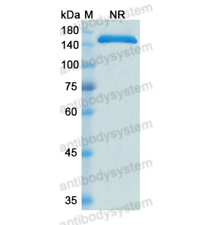 瑟妥珠单抗,Research Grade Cergutuzumab  (DHC21002)