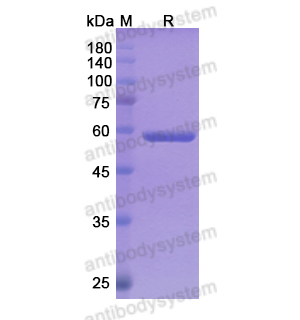 帕妥昔珠单抗,Research Grade Pasotuxizumab  (DHG01301)