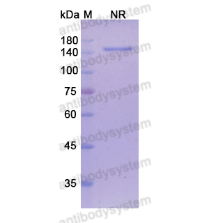 他瑞妥单抗,Research Grade Tarextumab  (DHG01801)