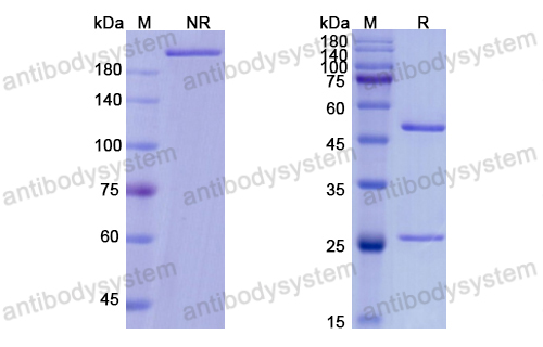 特度魯單抗,Research Grade Tesidolumab  (DHB90004)