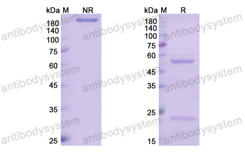 那呐妥单抗,Research Grade Narnatumab(DHG03401)