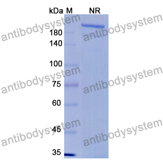 抗体：RNA Antibody (D444) RGK24801,RNA