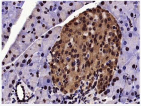 Anti-Phospho-cdc25C (Thr48) antibody-磷酸化细胞分裂周期蛋白25C抗体,Phospho-cdc25C (Thr48)