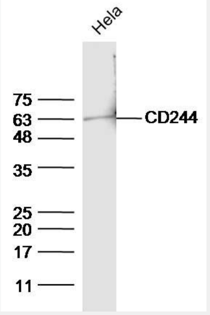 Anti-phospho-CD244 (Tyr271) antibody-磷酸化CD244抗體,phospho-CD244 (Tyr271)